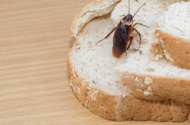 istock Cockroach on a slice of bread on a wooden table. 2152680009