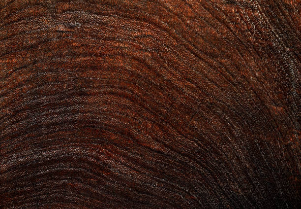 Beautiful wood grain. Wood background. Wood grain pattern texture background