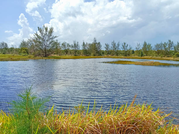 istock Swamp pond surrounded by wild grass and trees on a sunny day. 2152681052