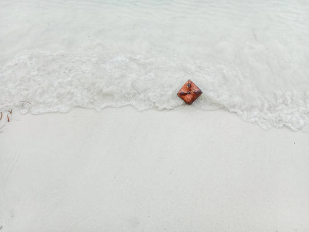 Sea poison tree fruits (Barringtonia asiatica) on the beach.