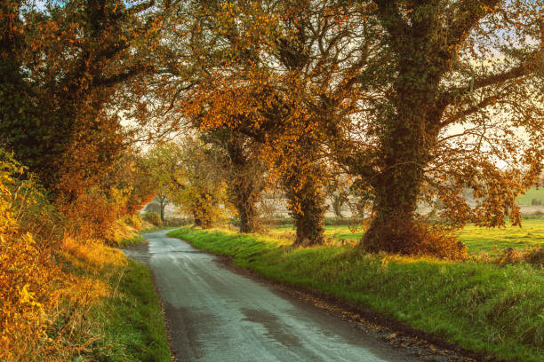 Under the warm glow of autumn sunshine, an old tree-lined road in Ireland stretches gracefully through the countryside, its bare branches creating intricate patterns against the sky.