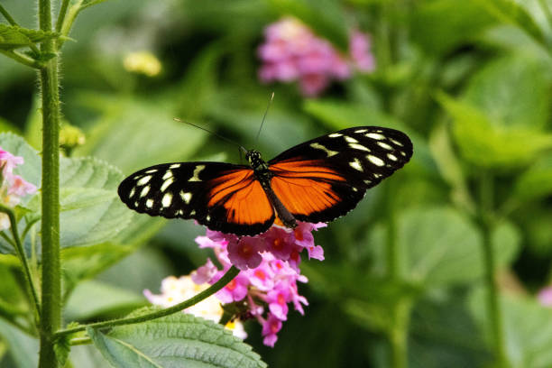 istock wings open Tiger, Hecale or Golden longwing butterfly (Heliconius hecale) feeding on pale pink flowers with a jungle background 2152681679