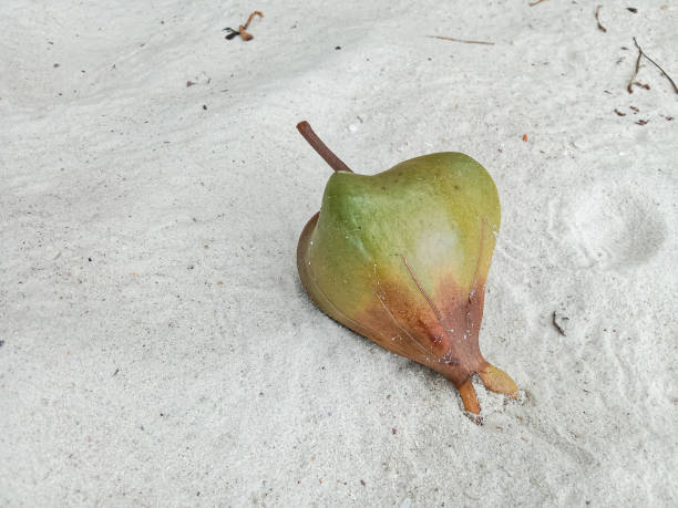A coconut sits in the sand on a beach in Jamaica