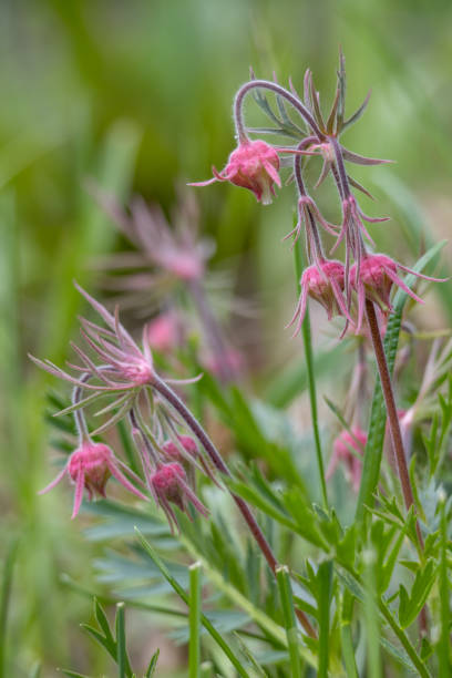 istock Budding flower blossoms on a prairie smoke plant 2152682004
