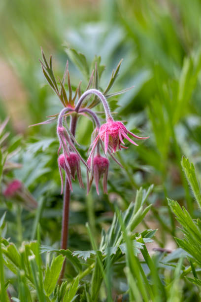Budding flower blossoms on a prairie smoke plant