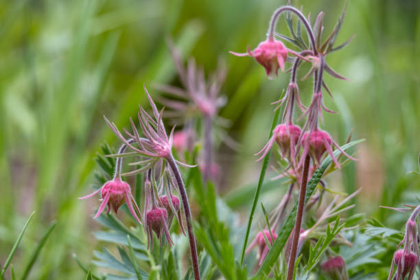 istock Budding flower blossoms on a prairie smoke plant 2152682008