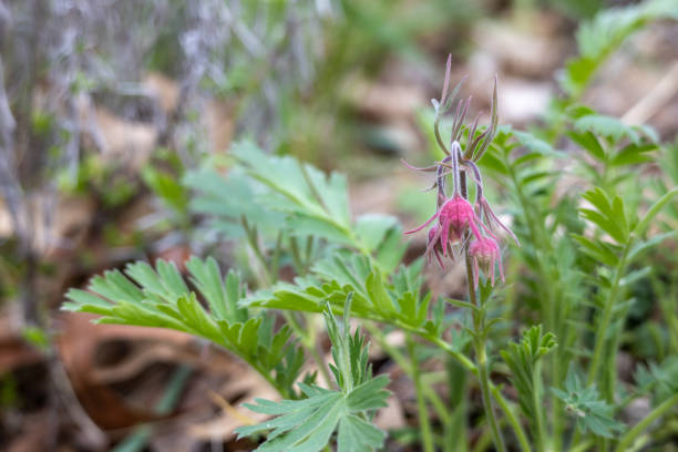 istock Budding flower blossoms on a prairie smoke plant 2152682009