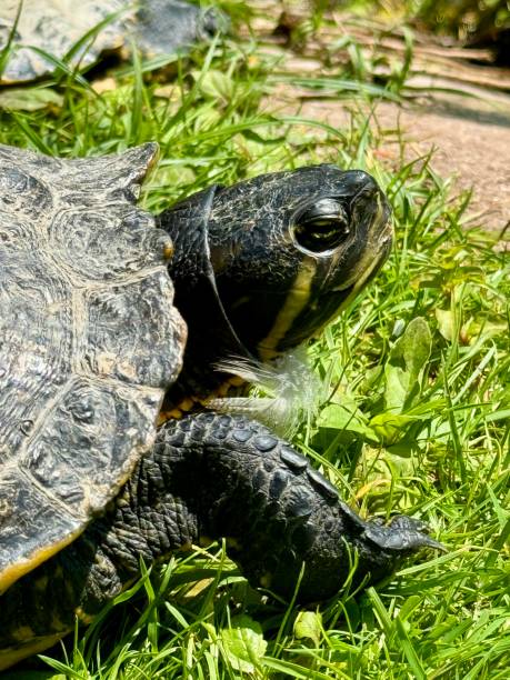 istock Pond turtles in the sun 2152682912