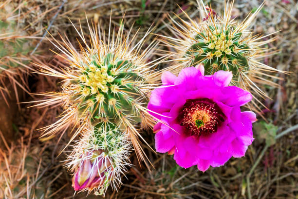 Pink flower blooming on lace hedgehog cactus in spring. Sharp spines of cactus surround blooms. Clustered hedgehog cactus with single pink flower growing in desert. Echinocereus reichenbachii.