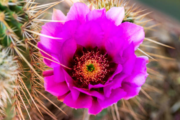 Close-up of pink lace hedgehog cactus flower in bloom in desert southwest spring. Bright pink flower surrounded by spines. Echinocereus reichenbachii in bloom