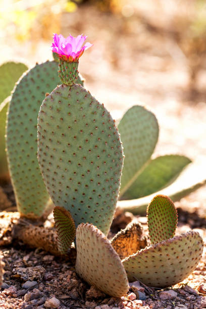 istock Beavertail Prickly Pear Cactus with Pink Flower in Bloom 2152683326