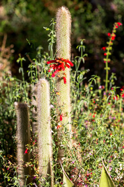 istock Silver Torch Cactus with Red Tubular Flowers 2152683946