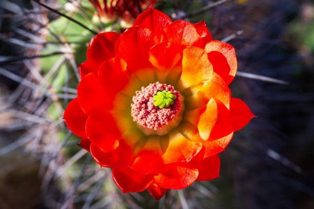 Close up of beautiful scarlet hedgehog cactus flower in bloom with visible stamens and pistil. Cactus flower surrounded by sharp spines. Echinocereus coccineus