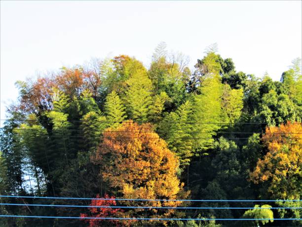 istock Japan. December. Autumn forest and wires. 2152684072
