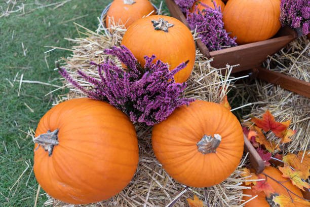 istock Cozy Rustic Fall Still Life Setting with Pumpkins and Heather, Perfect for Autumn Harvest Season 2152684270