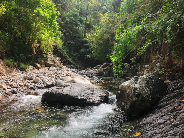 istock Rocks and river flow among forest trees during the day 2152685567