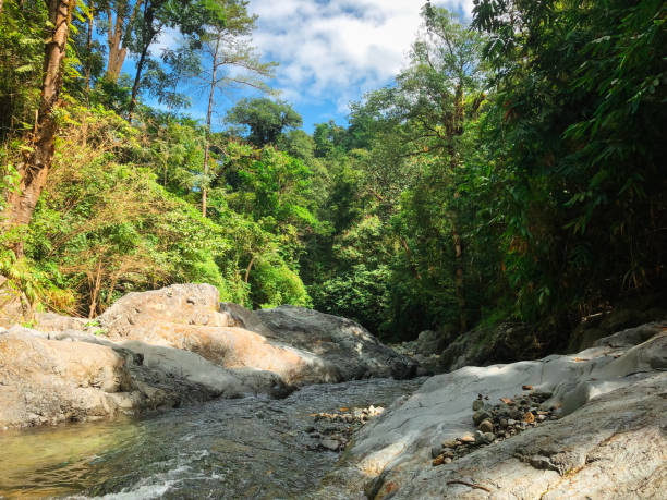 istock Rocks and river flow among forest trees during the day 2152685630