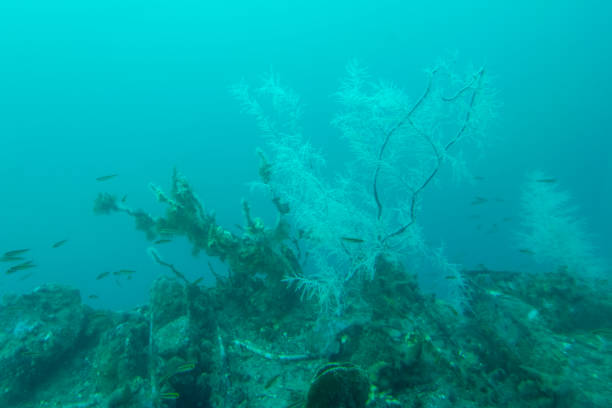 istock Black Coral in Milford Sound 2152685724
