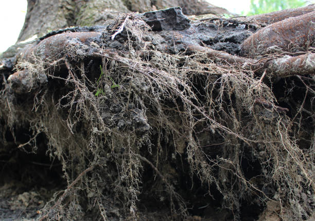 Closeup photo of root system of a tree that fell after a storm