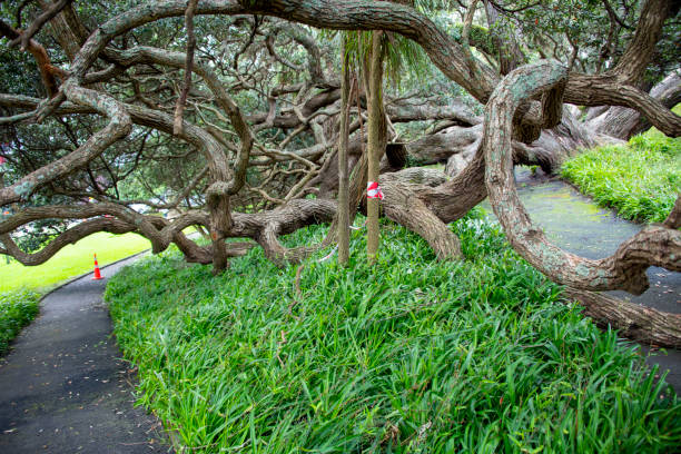 Pohutukawa Tree in Emily Place Reserve - Auckland - New Zealand