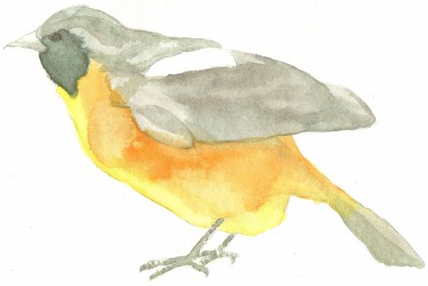 istock Painting of Japanese native bird, Daurian redstart 2152685922