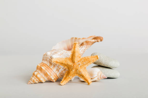 istock Summer time concept with sea shells or starfish on a table background with copy space for text 2152685988