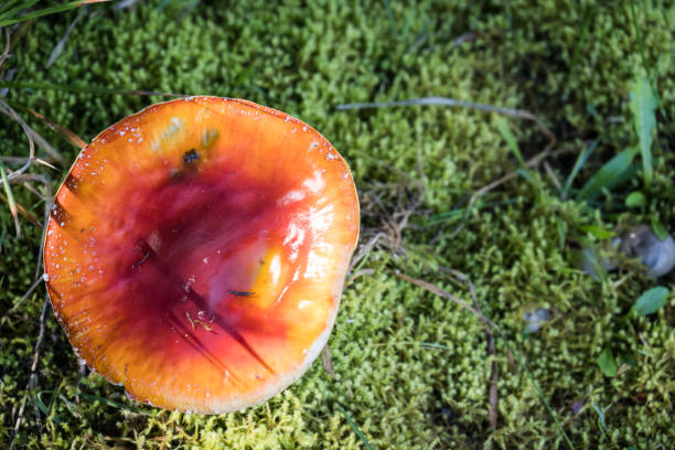 Aperture 6.3, exposure time 1/60 sec., ISO 160, focal length 155 mm, UV filter, sun visor, full format camera, Amanita muscaria,