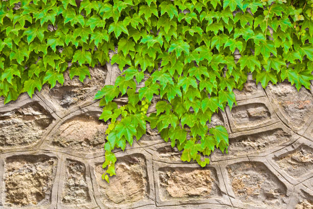 Old medieval stone wall covered with fresh green ivy.