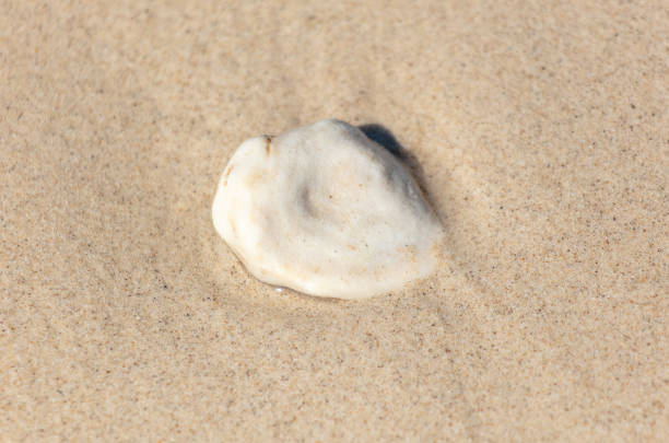 Macrophotography of a shell.