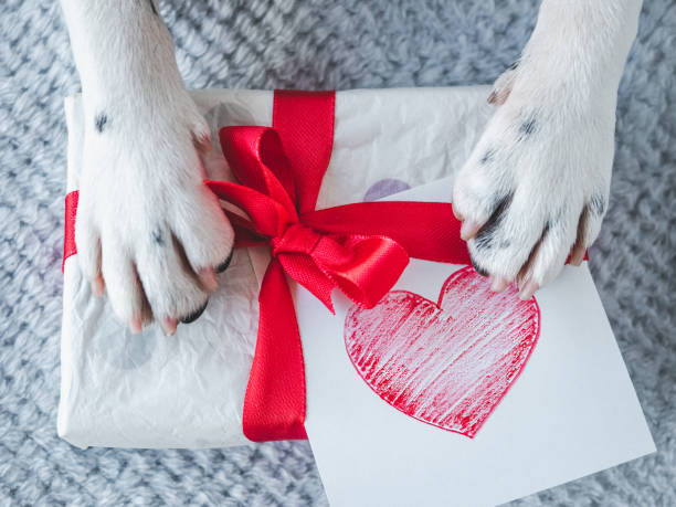 istock Beautiful gift box and dog paws. Close-up 2152688182