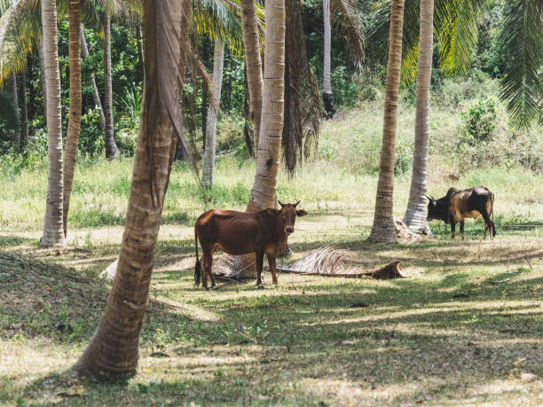 istock Bright palm trees and grazing bulls. Sunny day 2152688196