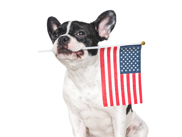 istock Lovable, pretty dog and American Flag. Closeup 2152688276