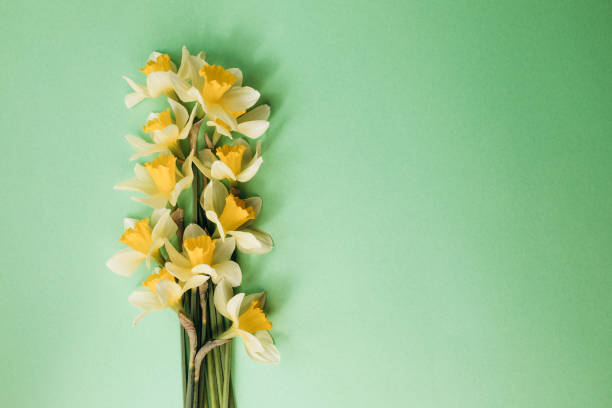 istock Yellow daffodils on a green background in bright daylight with shadows 2152688363
