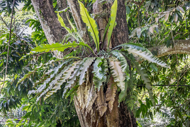 istock Large birds nest fern, Asplenium nidus in a public park 2152690685