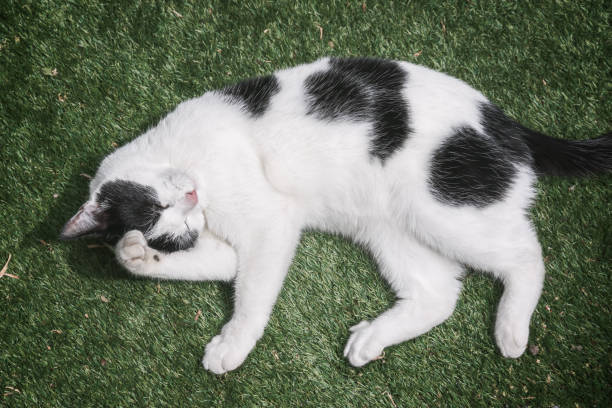 istock A black and white cat grooming self on grass 2152692353