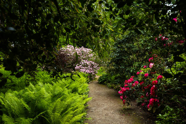 istock rhododendron bush in a botanical garden, munich bavaria 2152695009