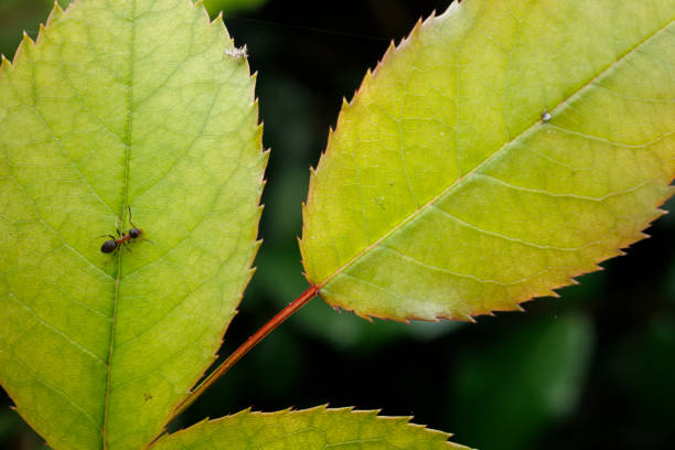 Macro view of an ant on a green leaf