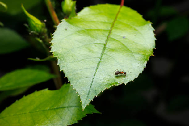 Macro view of an ant on a green leaf