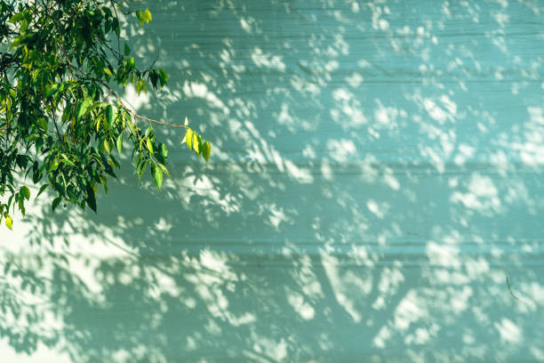 Lush deciduous tree branches with leaves casting shadow on truck trailer tarpaulin cover, copy space included