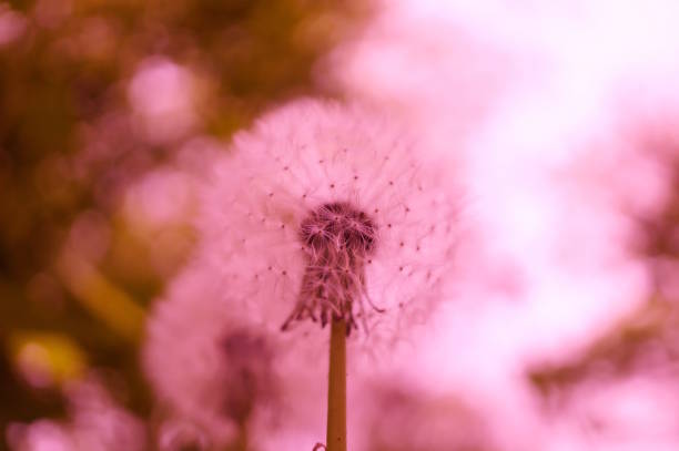 A white fluffy dandelion close-up in a field.