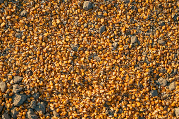 Ripe corn kernel seed spilled on the ground after harvest, top view