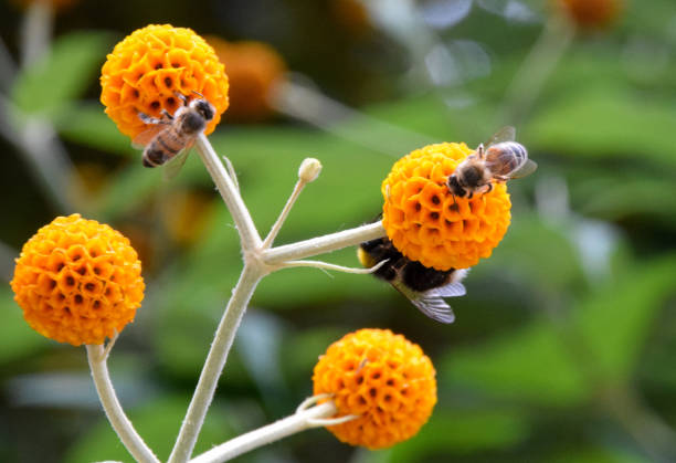 Bees pollinate orange ball tree flowers (Latin: Buddleja globosa).
