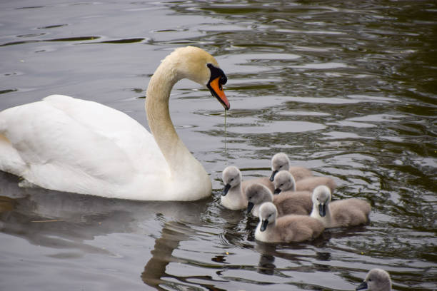 A white mute swan mother with babies in a park lake in UK