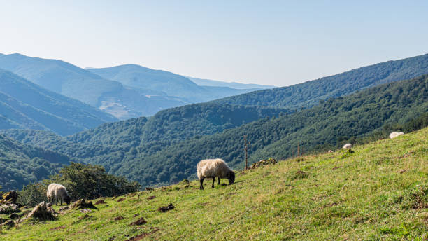 istock Sheep in Pyrenees mountains in northern Spain 2152699562