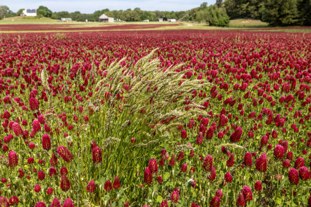 Prince Frederick, Maryland, USA A field of Crimson Clover flowers blowing in the wind in a field.