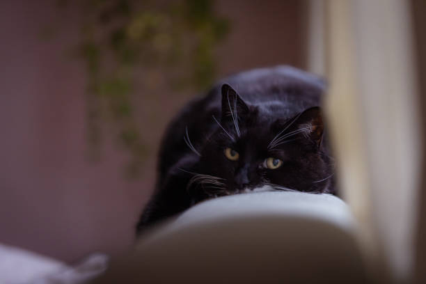 istock Black domestic cat is lying on sofa. 2152701644