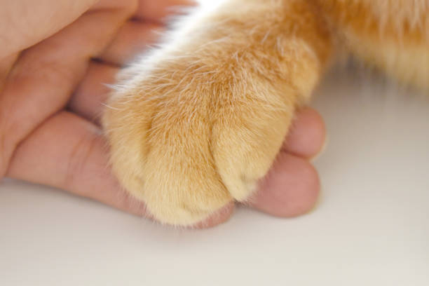 istock Ginger cat paw on human hand. 2152702034