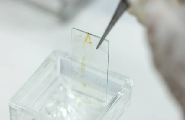 istock Blood group and rh factor testing by Doctor and Make a permanent slide In the Laboratory. 2152703539