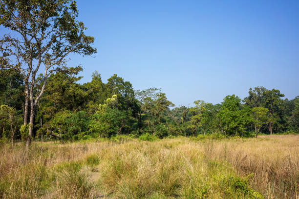 istock A tranquil forest scene with a clear blue sky, where tall grasses dominate the foreground as a variety of trees paint a green backdrop 2152704686