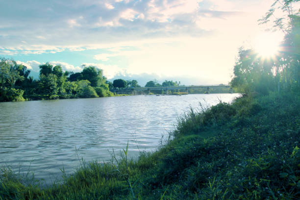 view of the river flowing in the forest. There are trees and plantations along the river.
